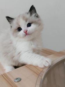 布偶猫温和亲人需细养，价格3500元起（布偶海双猫好养活吗多少一只）