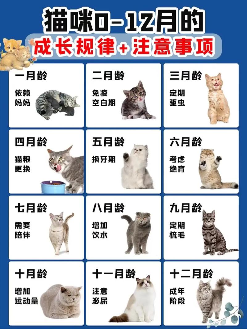 猫咪春秋换毛重,长毛猫更明显,注意营养清洁(猫咪几个月换毛期) 猫咪春秋换毛重,长毛猫更明显,注意营养清洁(猫咪几个月换毛期)