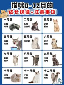 猫咪春秋换毛重，长毛猫更明显，注意营养清洁（猫咪几个月换毛期）