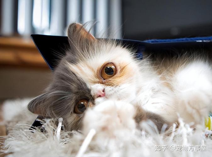 波斯猫换毛季掉毛多?科学护理有妙招!(波斯猫掉毛严重吗) 波斯猫换毛季掉毛多?科学护理有妙招!(波斯猫掉毛严重吗)