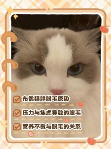 猫咪脱毛怎么办？分清原因应对！（猫咪脱毛如何解决）