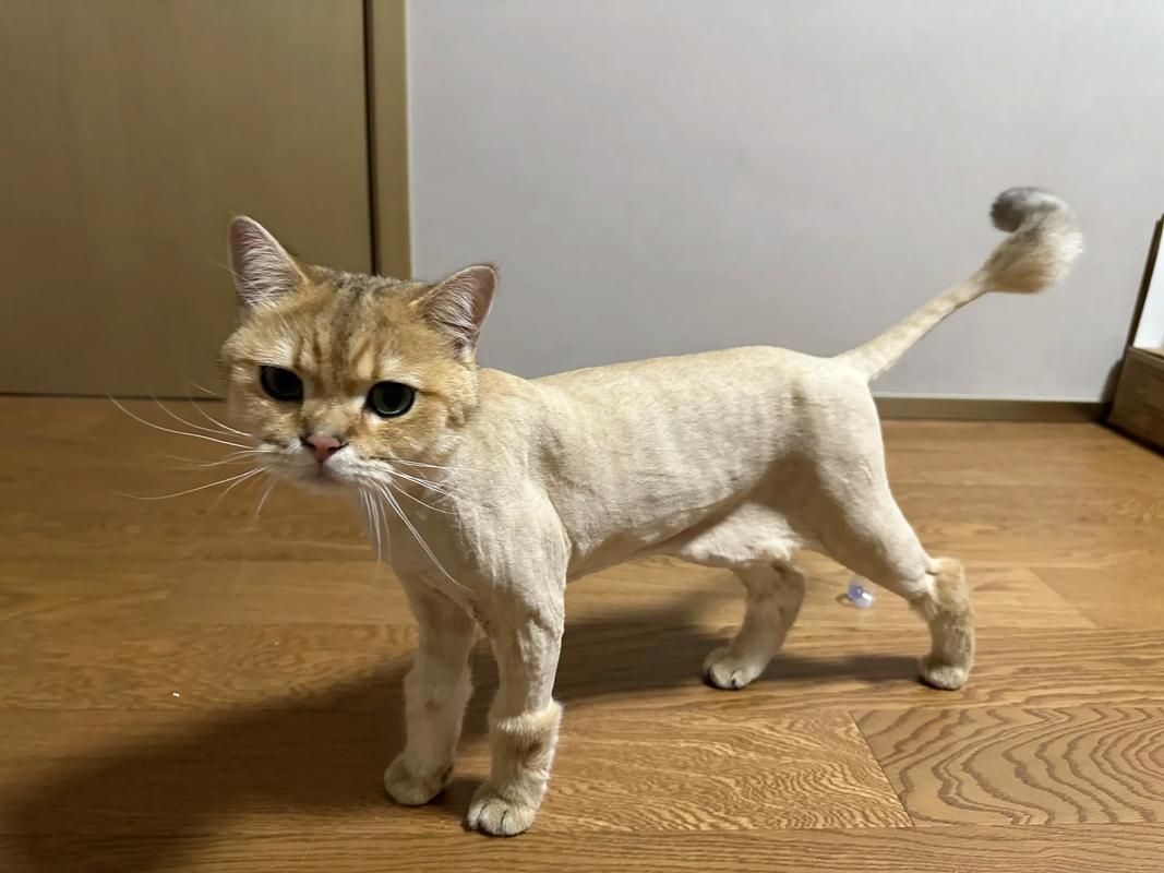 剃毛伤猫咪心,需谨慎(给猫剃毛后 猫会生气多久) 剃毛伤猫咪心,需谨慎(给猫剃毛后 猫会生气多久)