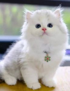 并非波斯血统，优雅粘人，养护有讲究（波斯猫有哪些品种你了解吗）