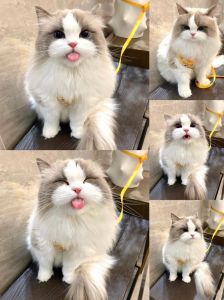 可爱但掉毛需多照顾（布偶猫布偶猫舍真的好小一只）