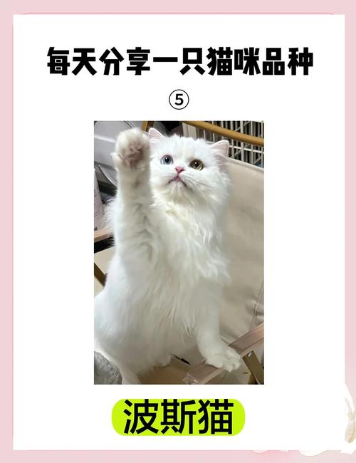 波斯猫价格差异大,血统体型影响大,选猫要理性(正宗波斯猫多少钱一只) 波斯猫价格差异大,血统体型影响大,选猫要理性(正宗波斯猫多少钱一只)