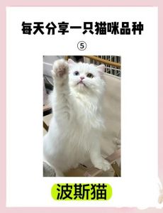 波斯猫价格差异大，血统体型影响大，选猫要理性（正宗波斯猫多少钱一只）