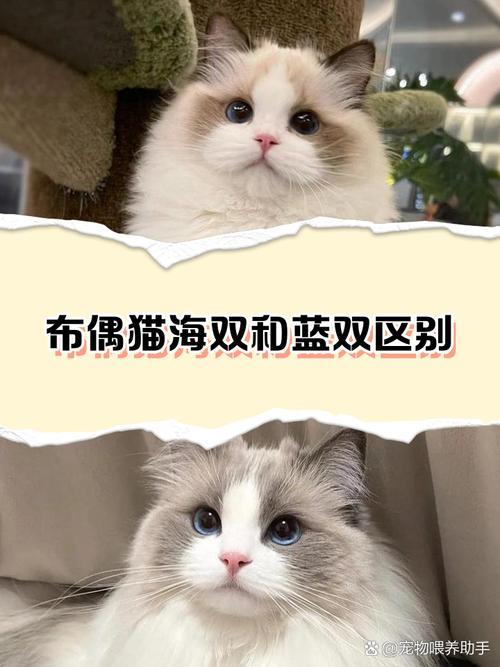 海豹双色最贵超2万(布偶猫海双贵还是海山双贵) 海豹双色最贵超2万(布偶猫海双贵还是海山双贵)