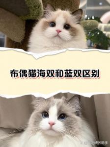 海豹双色最贵超2万（布偶猫海双贵还是海山双贵）