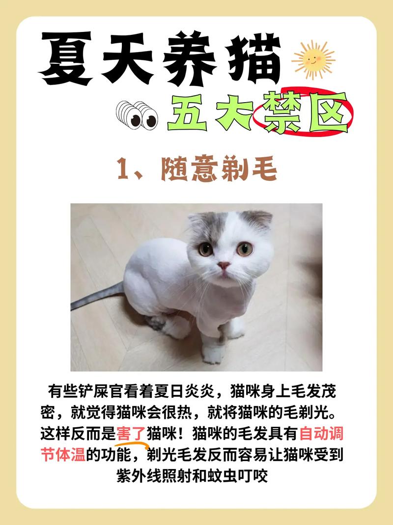 保暖防晒不能忘（猫猫剃毛的好处和坏处）