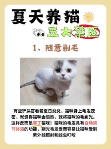 短毛猫无需剃毛，梳毛好！（短毛猫需要剃毛吗）