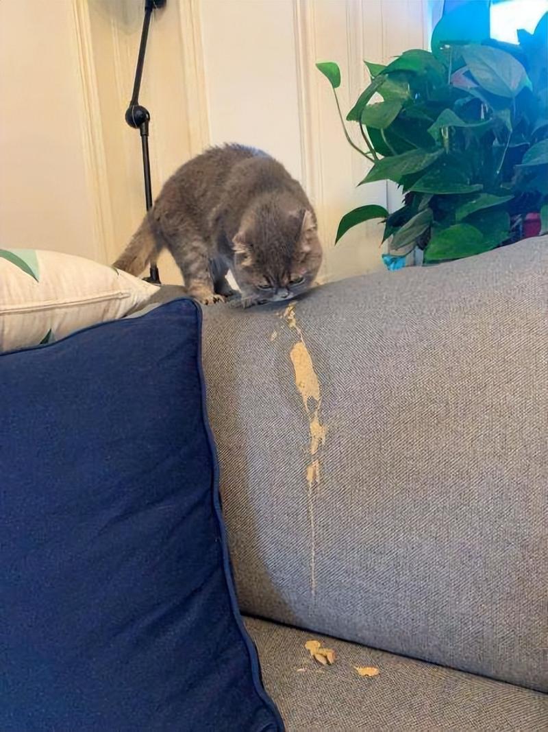 猫咪换毛呕吐怎么办?(换毛季猫咪天天呕吐) 猫咪换毛呕吐怎么办?(换毛季猫咪天天呕吐)