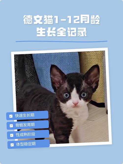 德文猫标准体重4-7公斤,科学喂养防肥胖(德文猫体重对照表月龄) 德文猫标准体重4-7公斤,科学喂养防肥胖(德文猫体重对照表月龄)