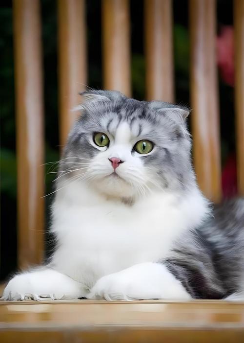 苏格兰折耳猫冬日安静享受生活(长冬by苏格兰折耳猫) 苏格兰折耳猫冬日安静享受生活(长冬by苏格兰折耳猫)