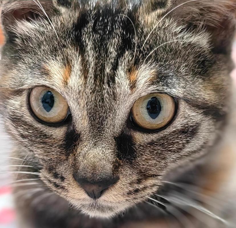 猫咪治愈心灵,带来快乐与陪伴(猫的图片大全大图) 猫咪治愈心灵,带来快乐与陪伴(猫的图片大全大图)