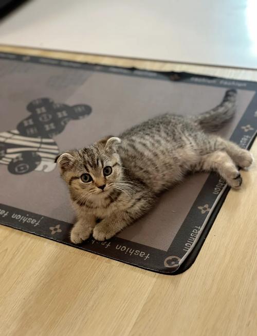 折耳猫甜蜜爱情故事（风筝家的折耳猫的作品）