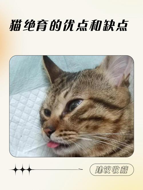 猫咪绝育好处多,健康快乐更亲人(猫绝育有什么优点) 猫咪绝育好处多,健康快乐更亲人(猫绝育有什么优点)