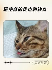 猫咪绝育好处多，健康快乐更亲人（猫绝育有什么优点）