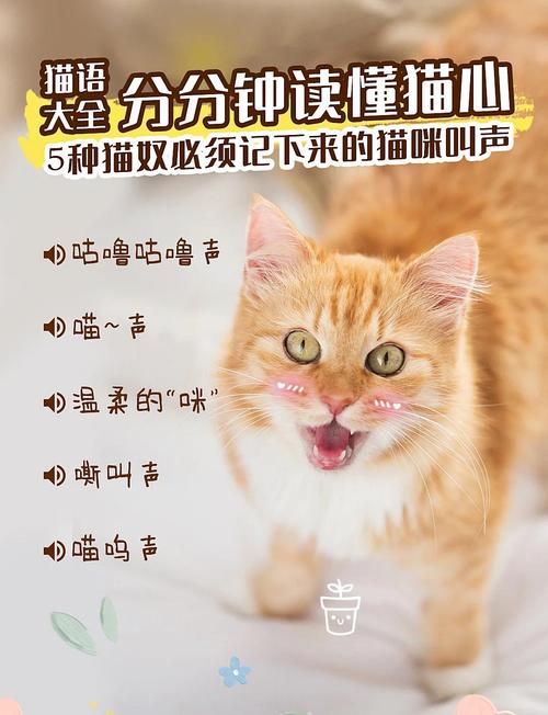 从呼噜到尖叫(猫猫叫声吸引猫) 从呼噜到尖叫(猫猫叫声吸引猫)