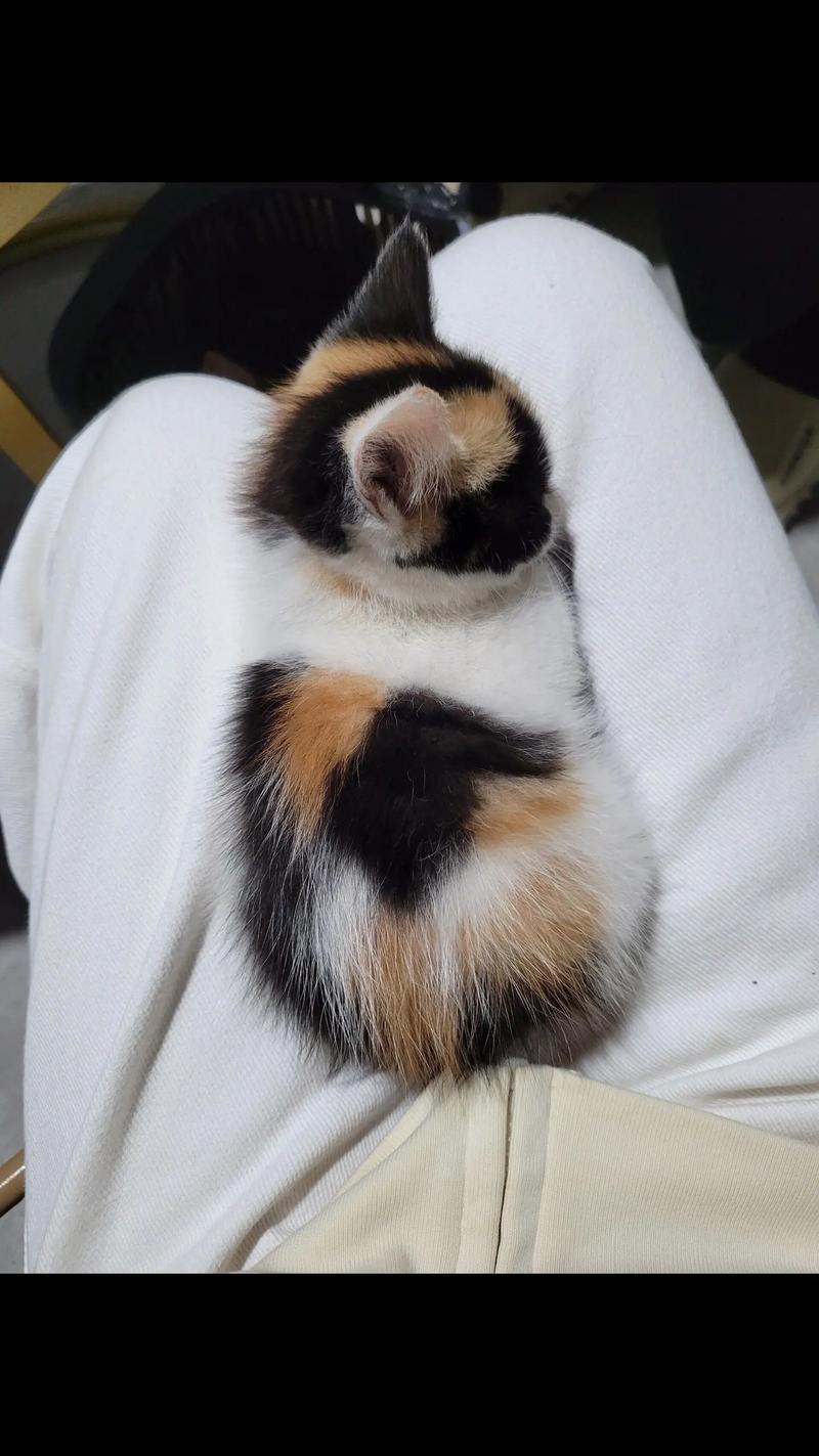 后悔养三花猫?缺点多性格闹人(三花猫图片大全大图) 后悔养三花猫?缺点多性格闹人(三花猫图片大全大图)