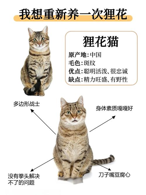 聪明漂亮,国货之光(狸花猫12个品种图) 聪明漂亮,国货之光(狸花猫12个品种图)