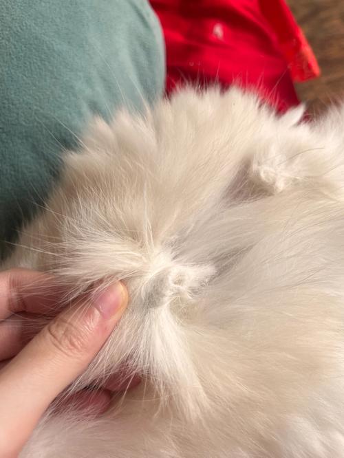 布偶猫毛发易打结怎么办?(布偶猫舔过的毛打结严重) 布偶猫毛发易打结怎么办?(布偶猫舔过的毛打结严重)