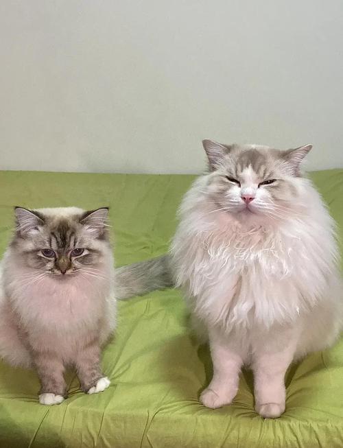 母布偶猫是否打架?性格+正确介绍+主人公平对待是关键(养2只母布偶猫会打架吗) 母布偶猫是否打架?性格+正确介绍+主人公平对待是关键(养2只母布偶猫会打架吗)