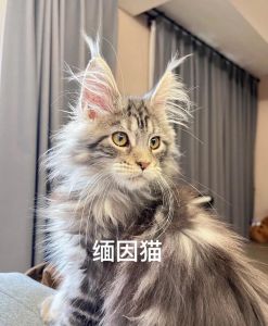 价格选猫舍养护成本全解析（缅因猫吧）