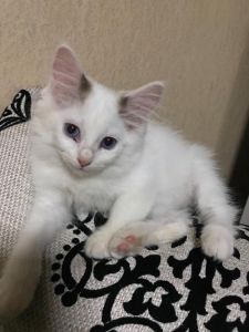 萌娃速长！圆润白猫，蓝宝石眼，性格仙女（3个月大布偶猫长什么样）