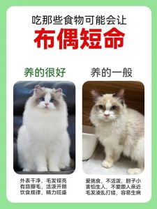 三个月布偶猫吃蛋黄要小心（布偶猫三个月能吃人吃的蛋黄吗）