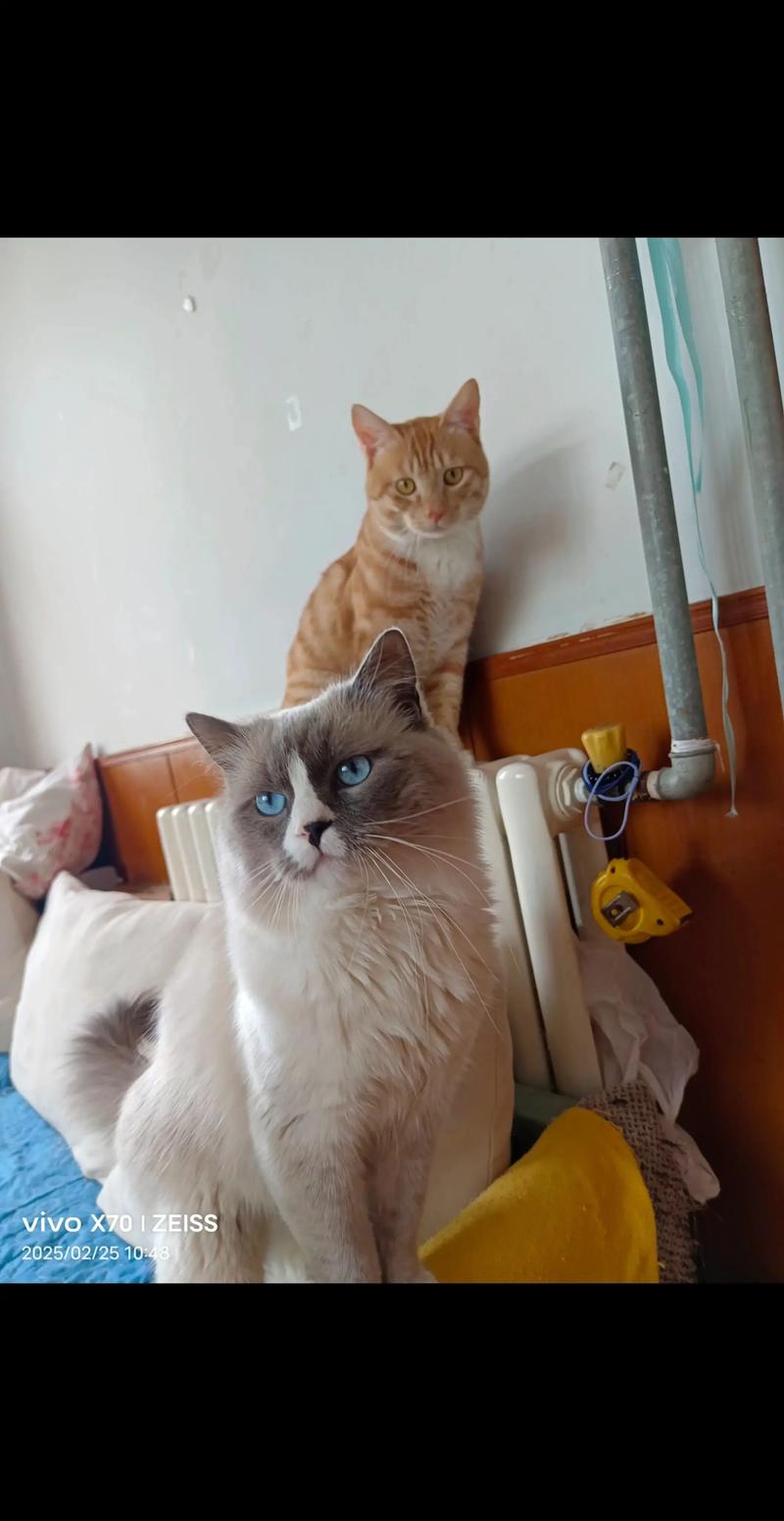 选橘猫还是布偶猫?看喜好和生活,各有利弊!(男的养布偶还是橘猫好) 选橘猫还是布偶猫?看喜好和生活,各有利弊!(男的养布偶还是橘猫好)