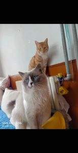选橘猫还是布偶猫？看喜好和生活，各有利弊！（男的养布偶还是橘猫好）