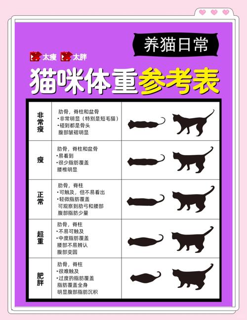 布偶猫正常体重10-15斤,异常需关注(布偶猫体重多少正常) 布偶猫正常体重10-15斤,异常需关注(布偶猫体重多少正常)