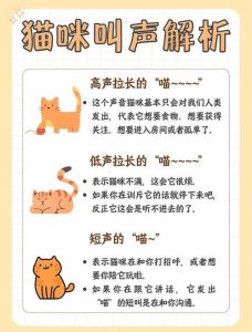 猫咪春秋发情乱叫？温柔应对有妙招！（猫叫秧子怎么办）