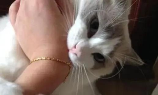 猫咪咬人怎么办?轻咬是信号,温和引导更有效(布偶猫扑人咬人) 猫咪咬人怎么办?轻咬是信号,温和引导更有效(布偶猫扑人咬人)