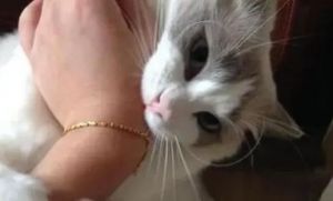 猫咪咬人怎么办？轻咬是信号，温和引导更有效（布偶猫扑人咬人）