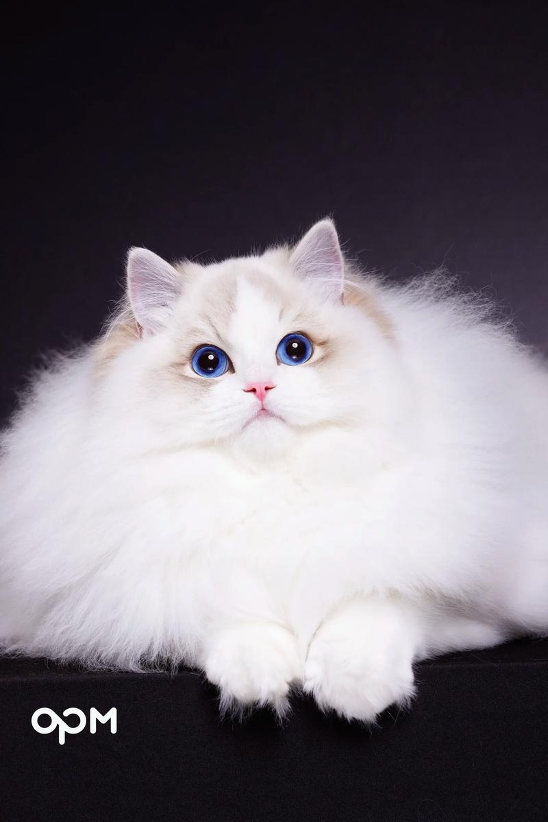 选靠谱布偶猫舍?看健康血统理念!推荐LINCAT,专业亲民有保障(中国可靠的布偶猫舍) 选靠谱布偶猫舍?看健康血统理念!推荐LINCAT,专业亲民有保障(中国可靠的布偶猫舍)