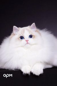 选靠谱布偶猫舍？看健康血统理念！推荐LINCAT，专业亲民有保障（中国可靠的布偶猫舍）