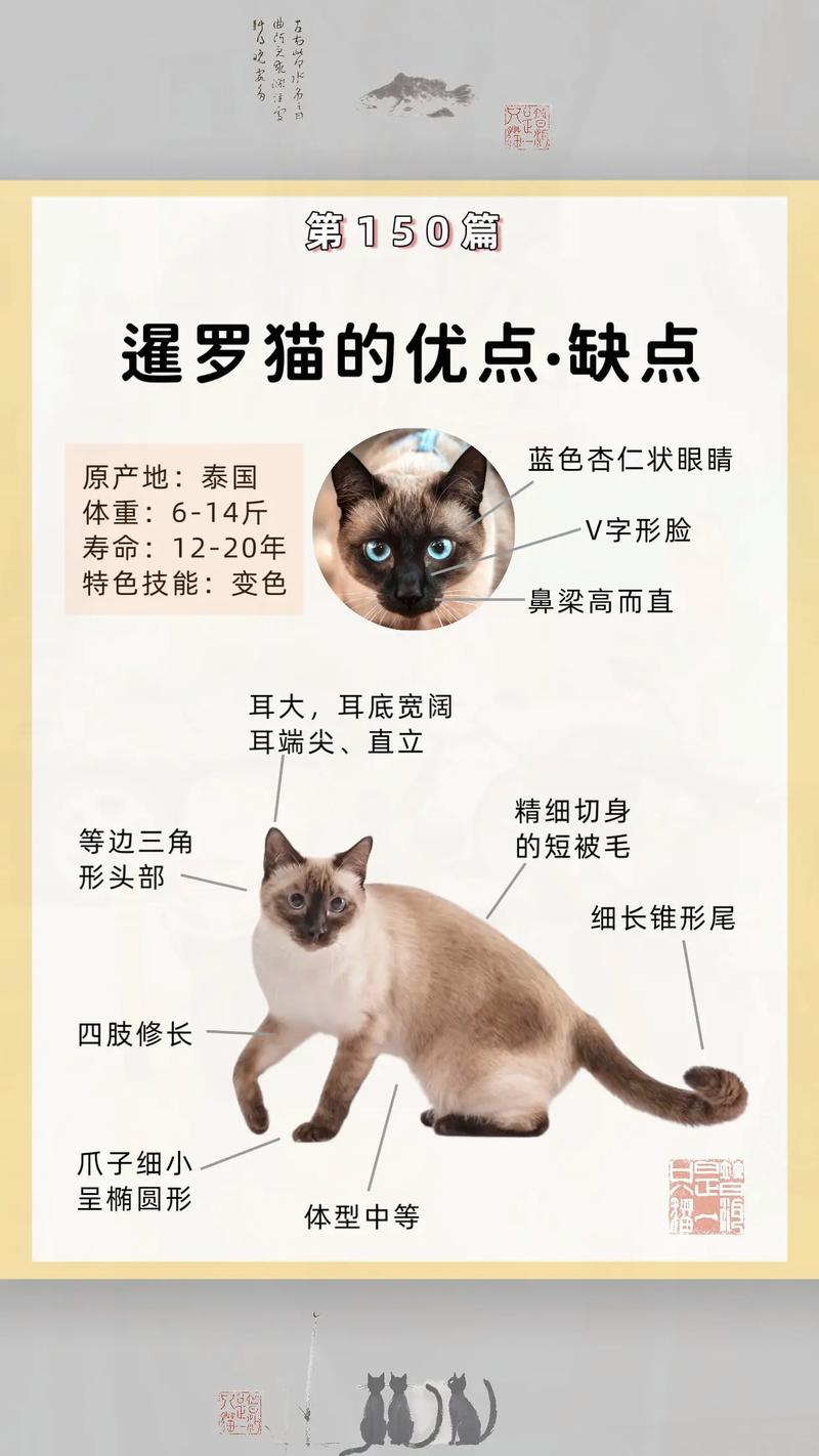 舔手臂分享玩具,超会表达爱(暹罗猫把你当主人的表现) 舔手臂分享玩具,超会表达爱(暹罗猫把你当主人的表现)