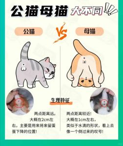 公猫母猫优缺点，选猫看性格（母猫跟公猫的优点缺点）
