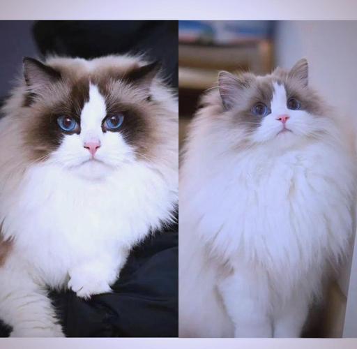 布偶猫背色多样,选对颜色更和谐(布偶猫背部颜色要求) 布偶猫背色多样,选对颜色更和谐(布偶猫背部颜色要求)