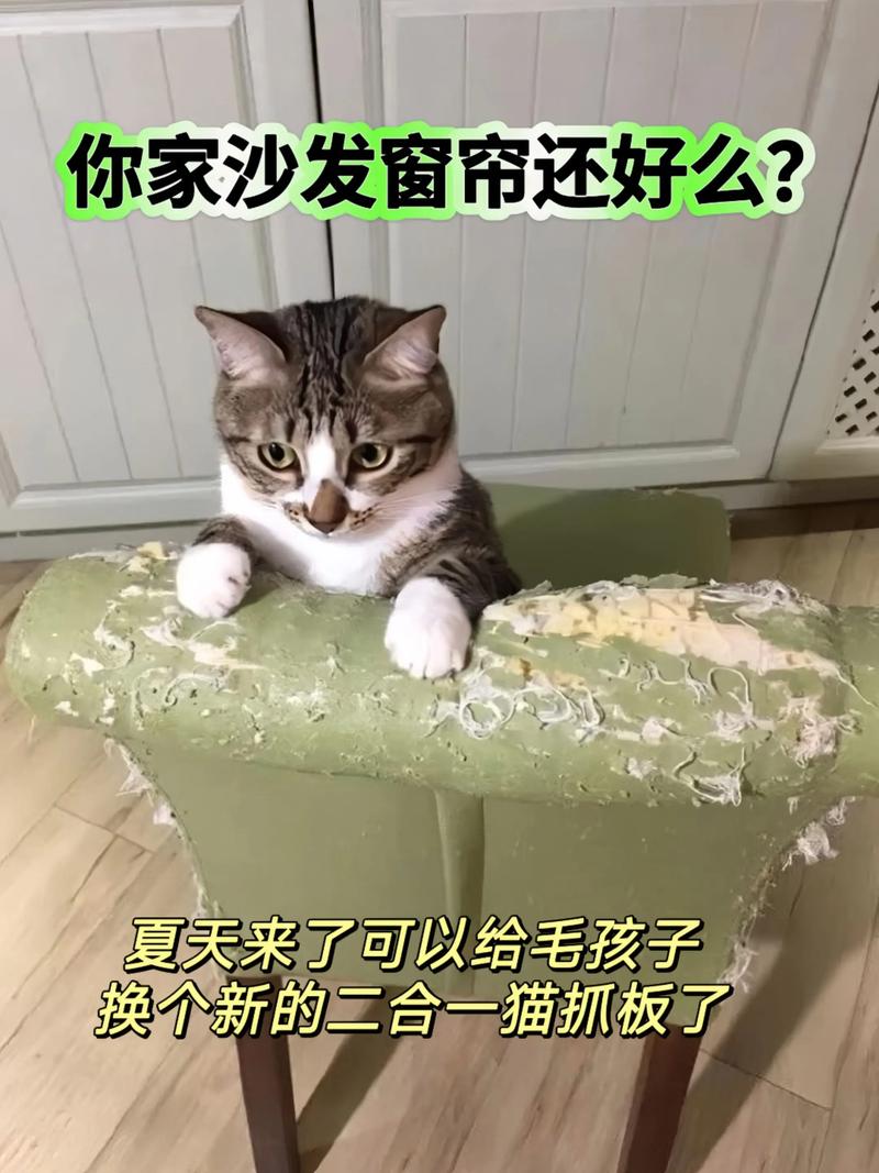 猫抓板保护家具,猫咪磨爪健康好!(猫抓板什么时候需要) 猫抓板保护家具,猫咪磨爪健康好!(猫抓板什么时候需要)