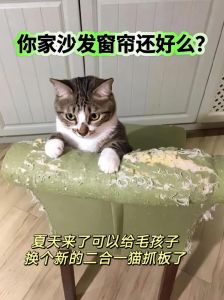 猫抓板保护家具，猫咪磨爪健康好！（猫抓板什么时候需要）