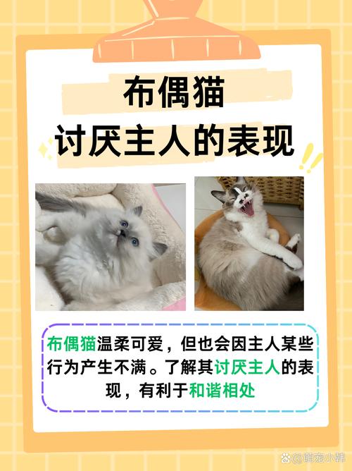 布偶猫如何认主人?(布偶猫认主人的表现) 布偶猫如何认主人?(布偶猫认主人的表现)