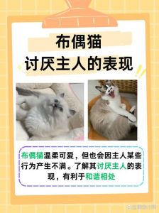 布偶猫如何认主人？（布偶猫认主人的表现）
