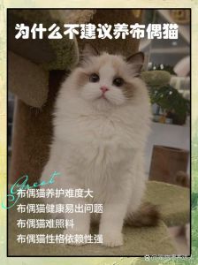 需陪伴梳毛控饮食（布偶猫真的特别难养吗）