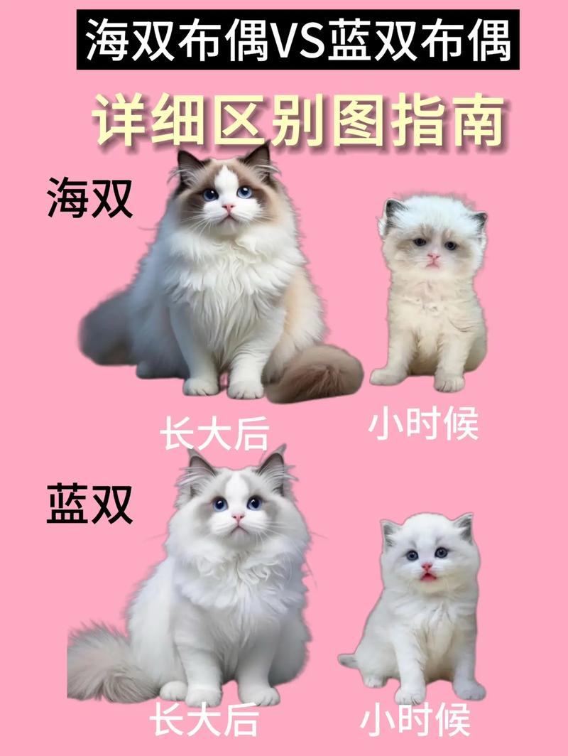 布偶猫蓝双与海双颜色区别及特点(布偶山猫好还是海双好) 布偶猫蓝双与海双颜色区别及特点(布偶山猫好还是海双好)