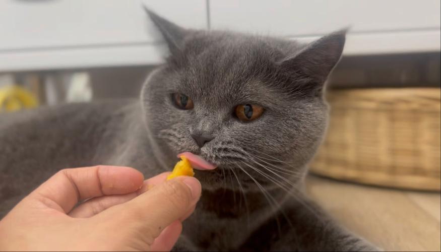 红薯喂猫要小心,易腹胀腹泻,煮熟捣泥适量喂(猫吃地瓜会怎样) 红薯喂猫要小心,易腹胀腹泻,煮熟捣泥适量喂(猫吃地瓜会怎样)