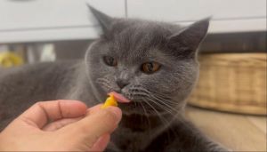 红薯喂猫要小心，易腹胀腹泻，煮熟捣泥适量喂（猫吃地瓜会怎样）