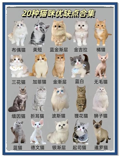 猫性格差异大,相处需耐心(同一品种的猫会更好相处吗) 猫性格差异大,相处需耐心(同一品种的猫会更好相处吗)