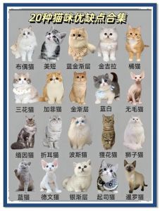 猫性格差异大，相处需耐心（同一品种的猫会更好相处吗）